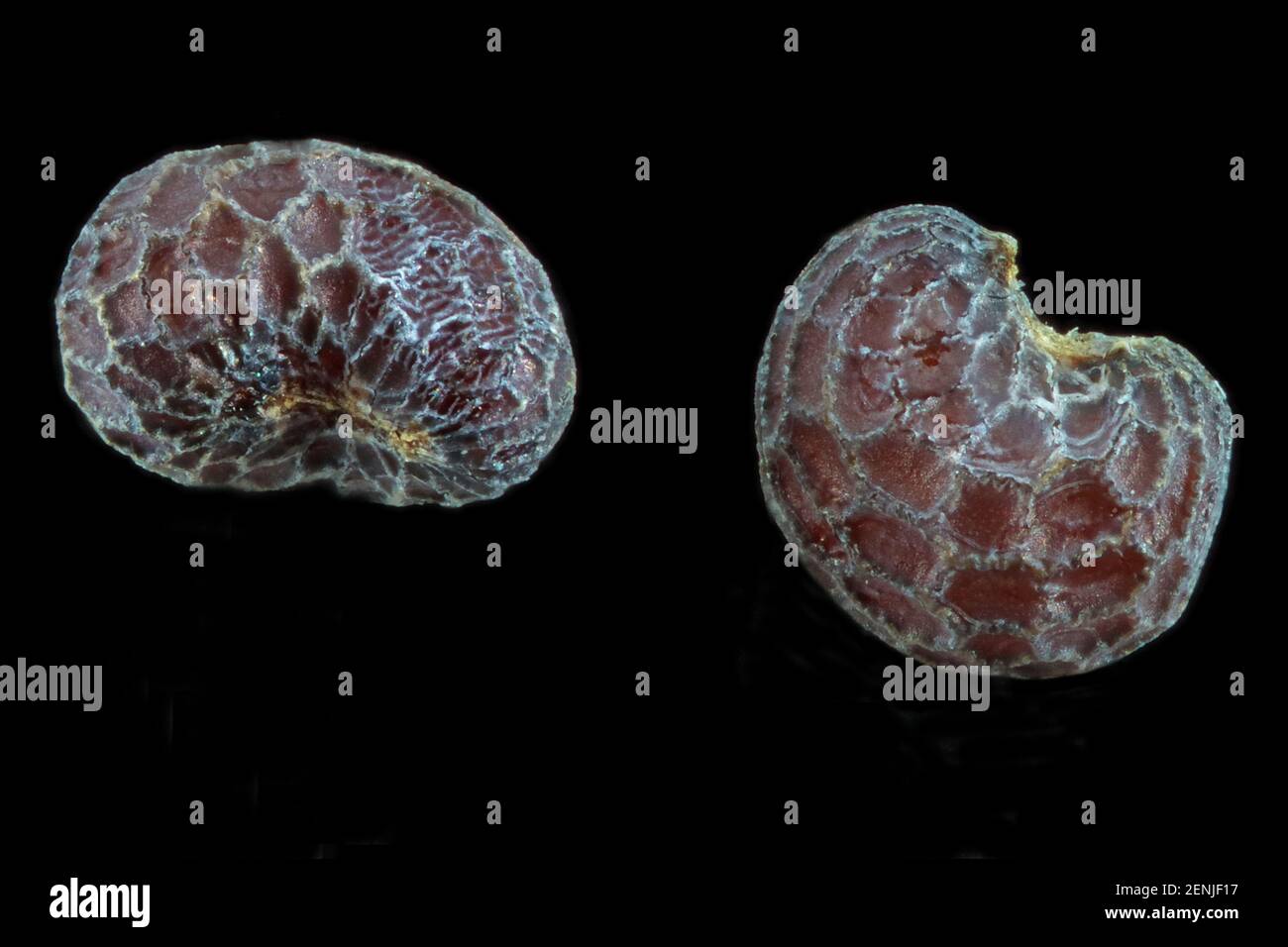 Papaver dubium, amapola de cabeza larga, Saat-Mohn, primer plano, semillas, 0,6-0,9 mm de largo Foto de stock