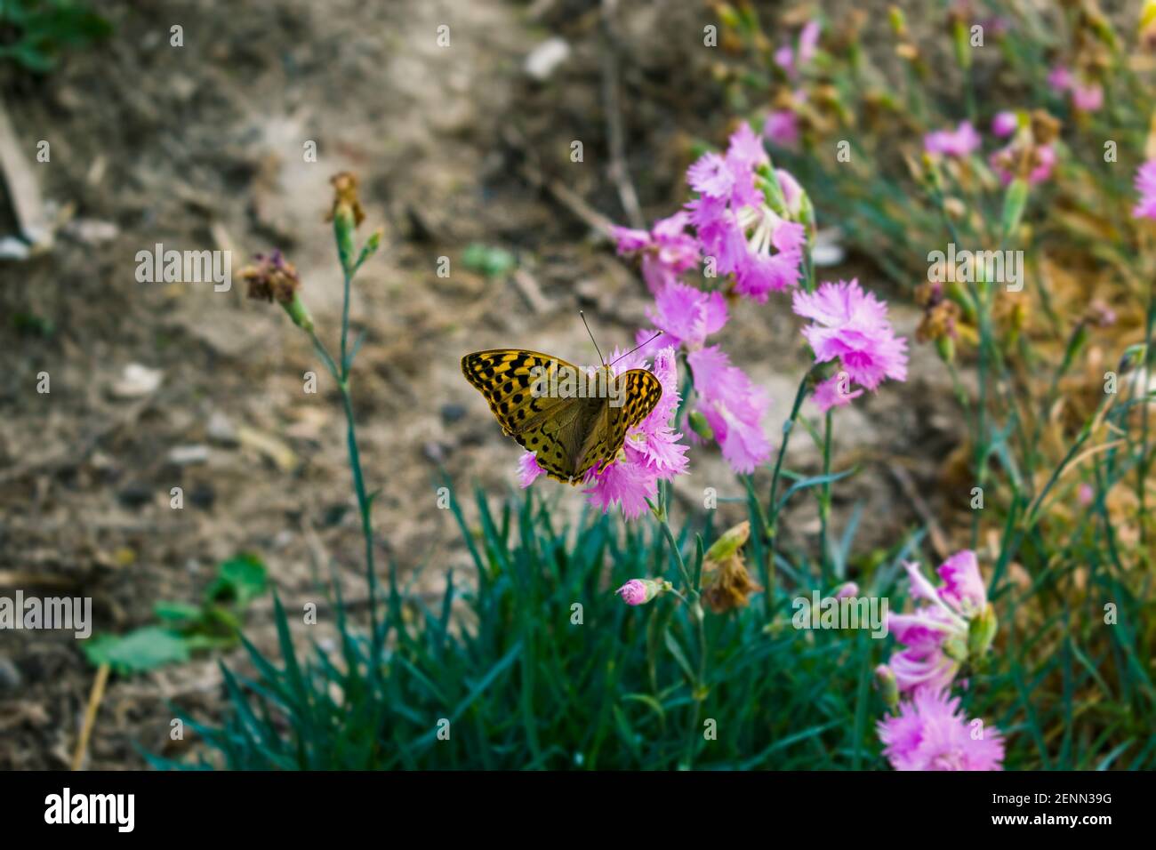 Mariposa monarca en una flor púrpura. Insectos suaves y elegantes que se alimentan de las flores. El concepto de serenidad, armonía, calma y armonía Foto de stock