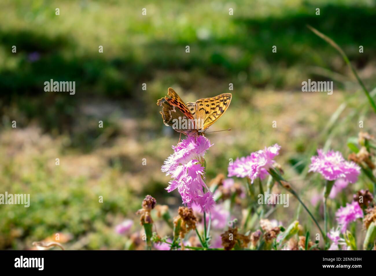 Mariposa monarca en una flor púrpura. Insectos suaves y elegantes que se alimentan de las flores. El concepto de serenidad, armonía, calma y armonía Foto de stock