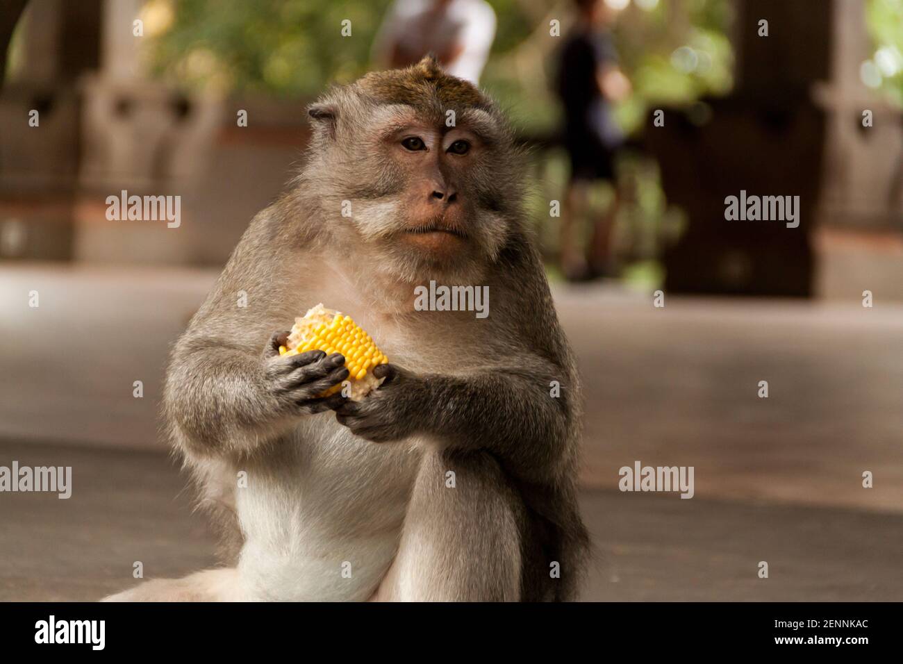 Un macaco de cola larga (macaca fascicularis) sosteniendo un maíz en sus manos y observando a los turistas Bosque de monos sagrados en Bali Foto de stock