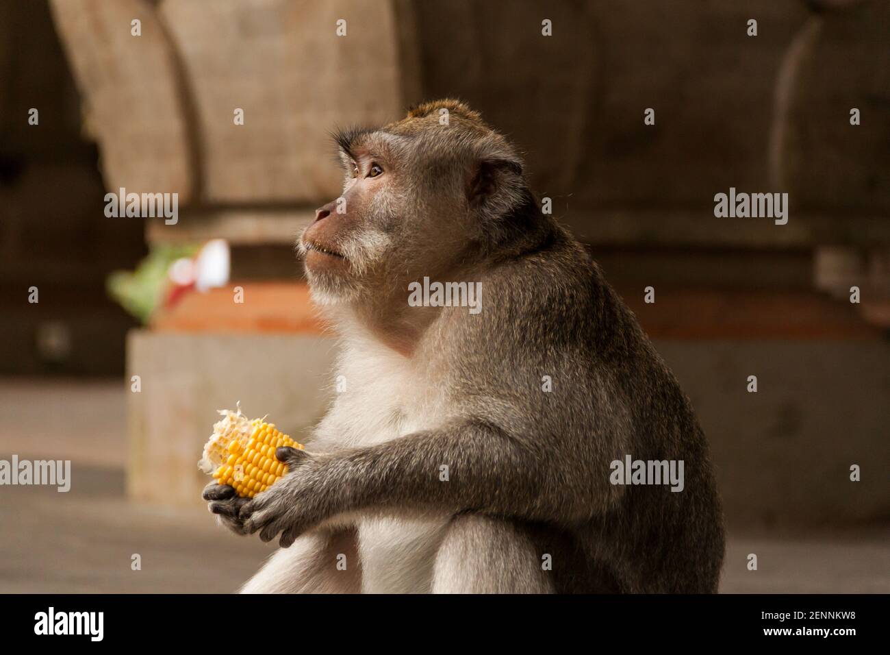 Mono macaco de cola larga (macaca fascicularis) Observar a los turistas y comer maíz en un templo hindú Foto de stock