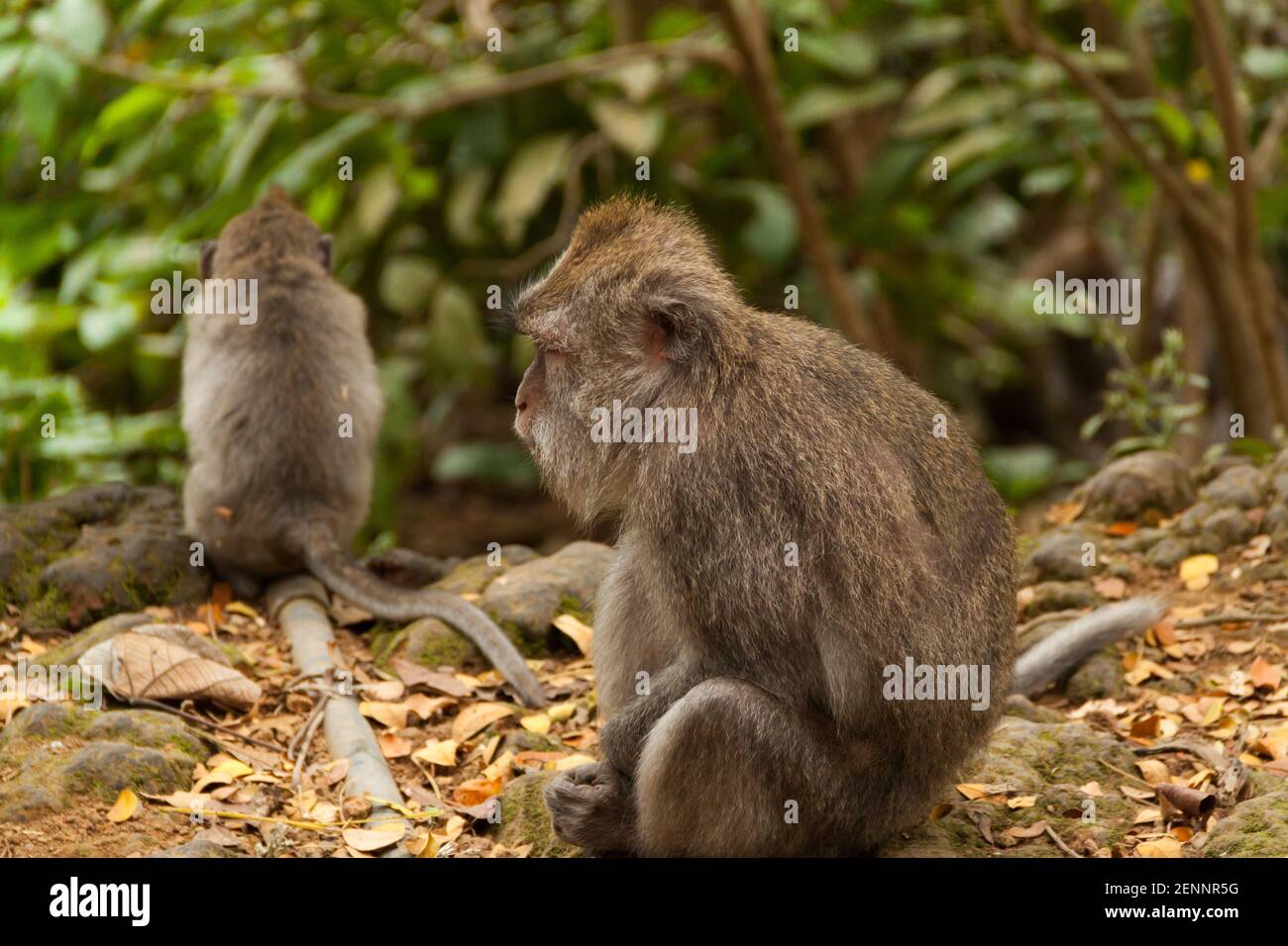 Perfil de un mono macaco de cola larga (macaca fascicularis) sentado y otro mono al fondo en el Bosque de Monos Sacro en Ubud, Bali Foto de stock