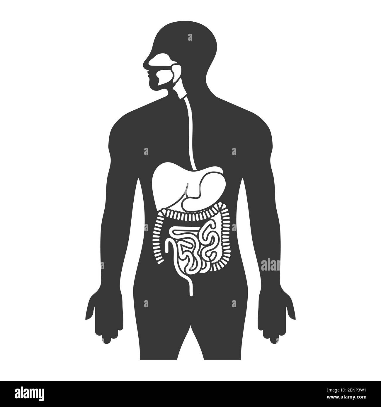 Tubo digestivo humano o sistema digestivo icono plano para aplicaciones y sitios web Ilustración del Vector