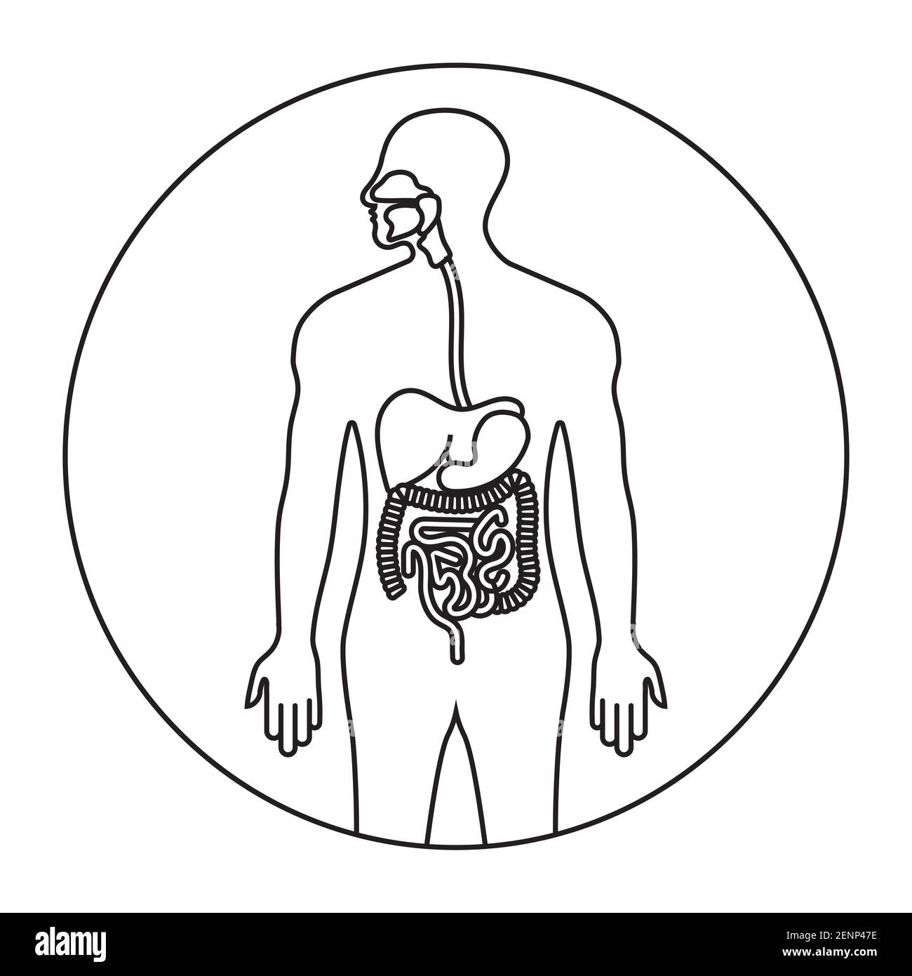 Canal alimentario humano o sistema digestivo línea de arte icono para aplicaciones y sitios web Ilustración del Vector