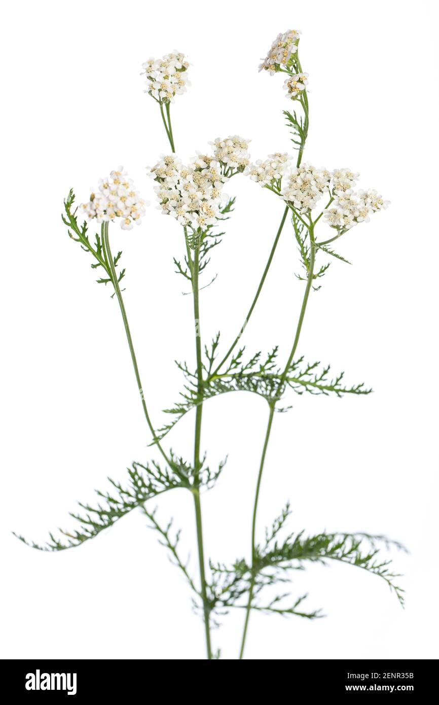 Plantas curativas: Yarrow (Achillea millefolium) - hojas y flores delante del fondo blanco Foto de stock