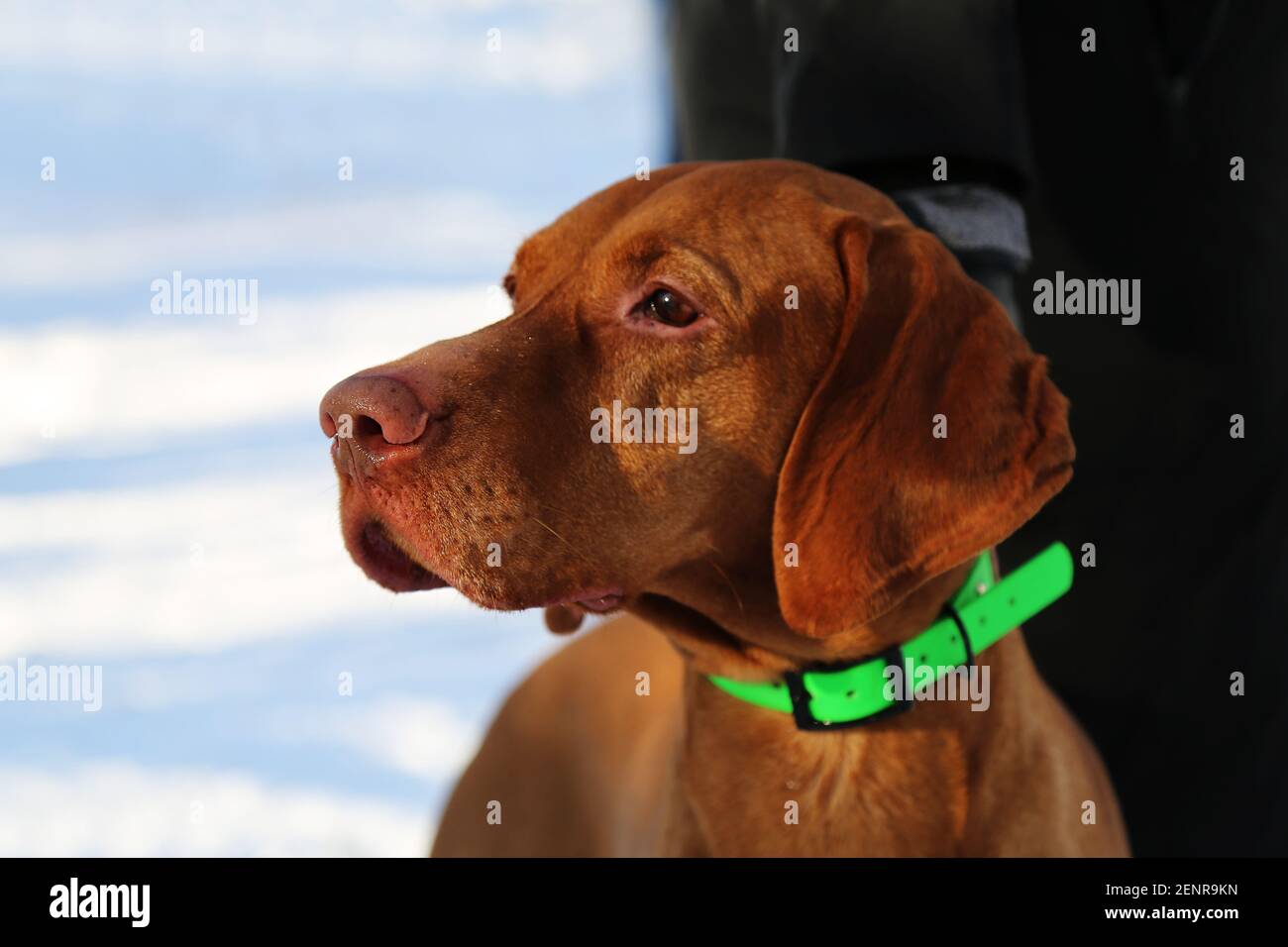 Perro con orejas caídas fotografías e imágenes de alta resolución - Alamy