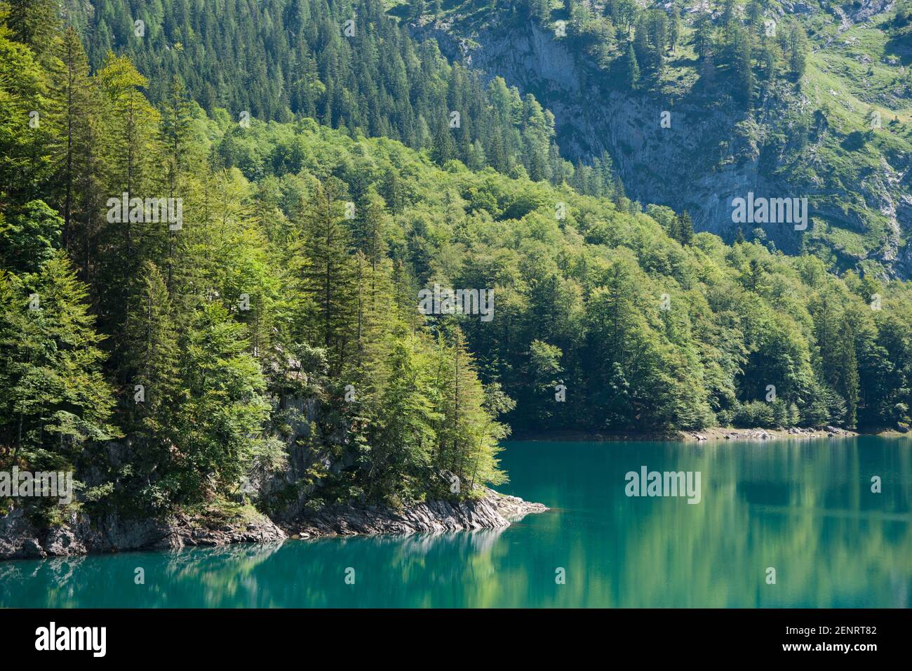 Detalle de bosque en primavera bordeando un lago alpino verde en un día soleado, Austria Foto de stock