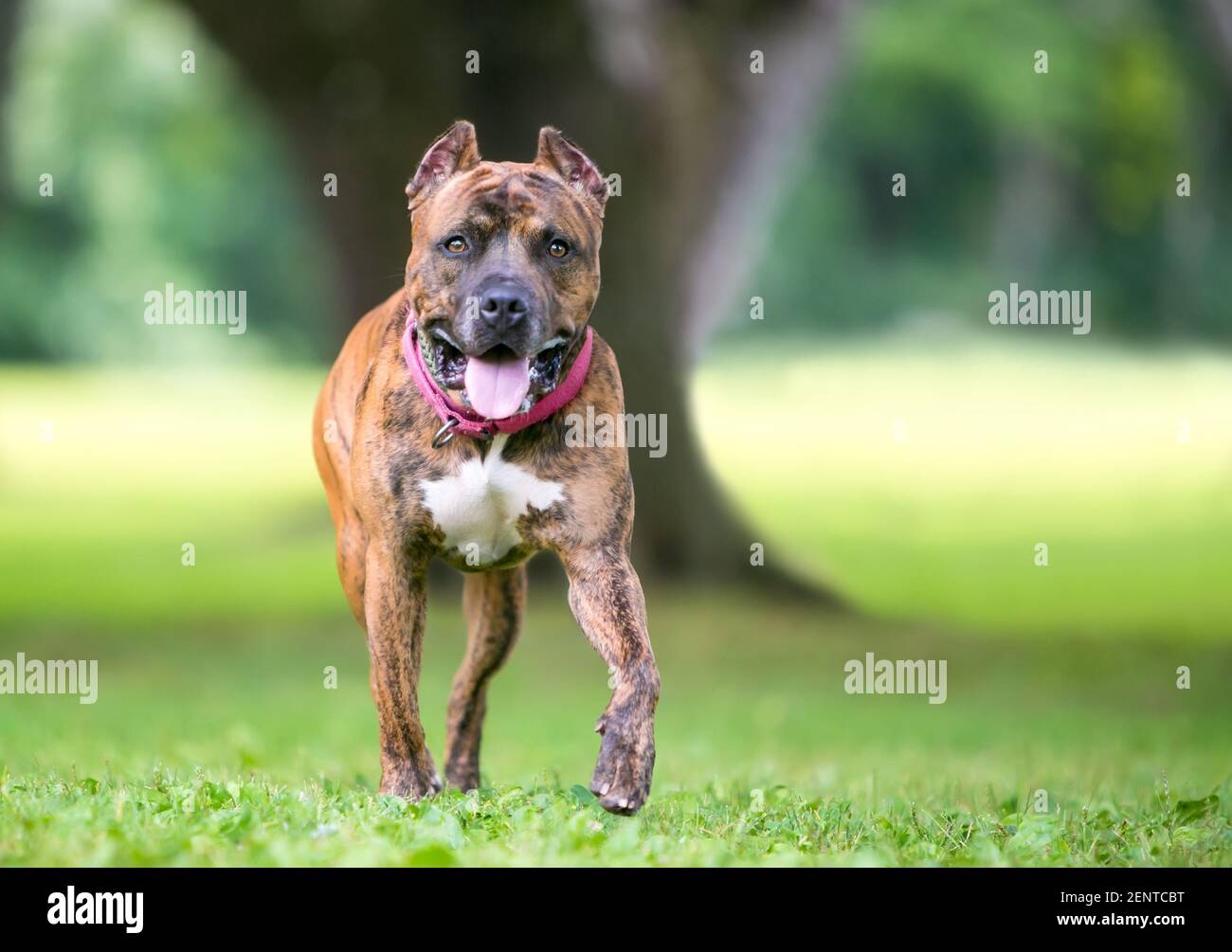 Perro atigrado caminando fotografías e imágenes de alta resolución - Alamy