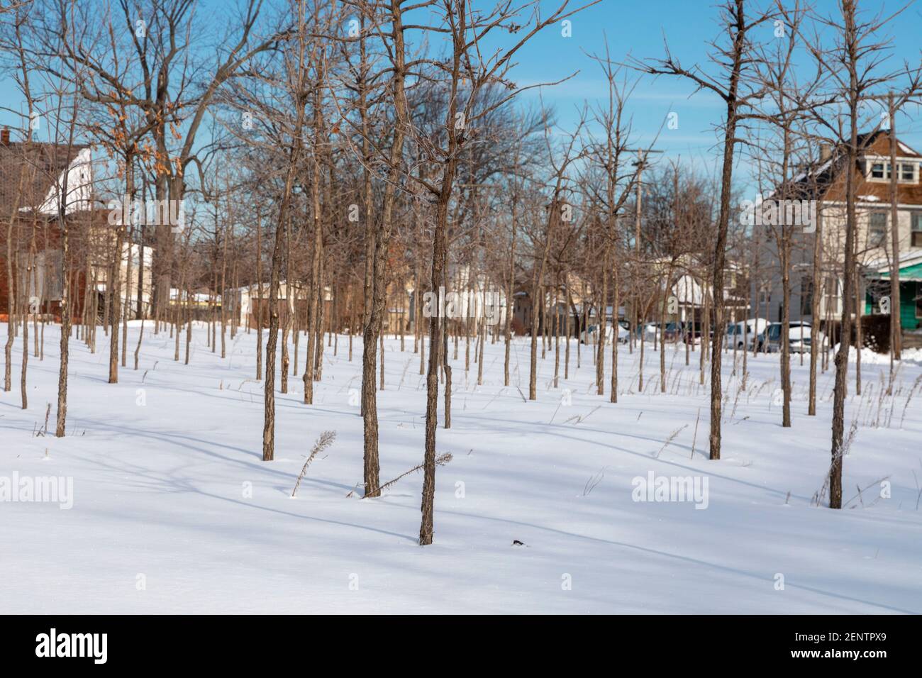 Detroit, Michigan - árboles en invierno, parte de la granja de árboles de Hantz Woodlands. La gran cantidad de tierra vacía en Detroit ha permitido a la empresa, con vol Foto de stock