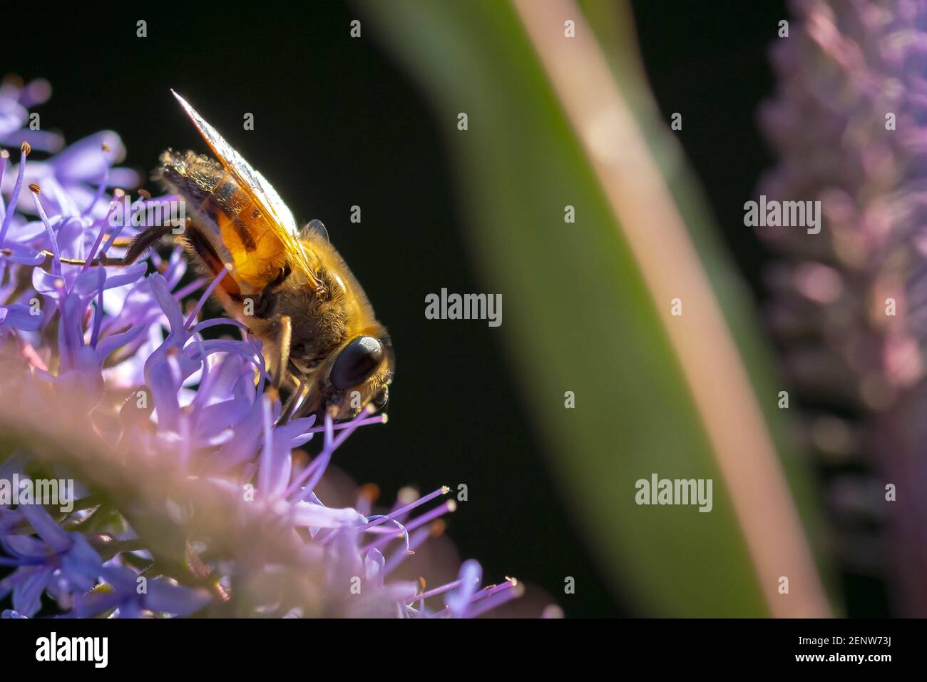 Cierre de una abeja de miel occidental o una abeja de miel europea APIs mellifera néctar de alimentación de flores púrpura Foto de stock