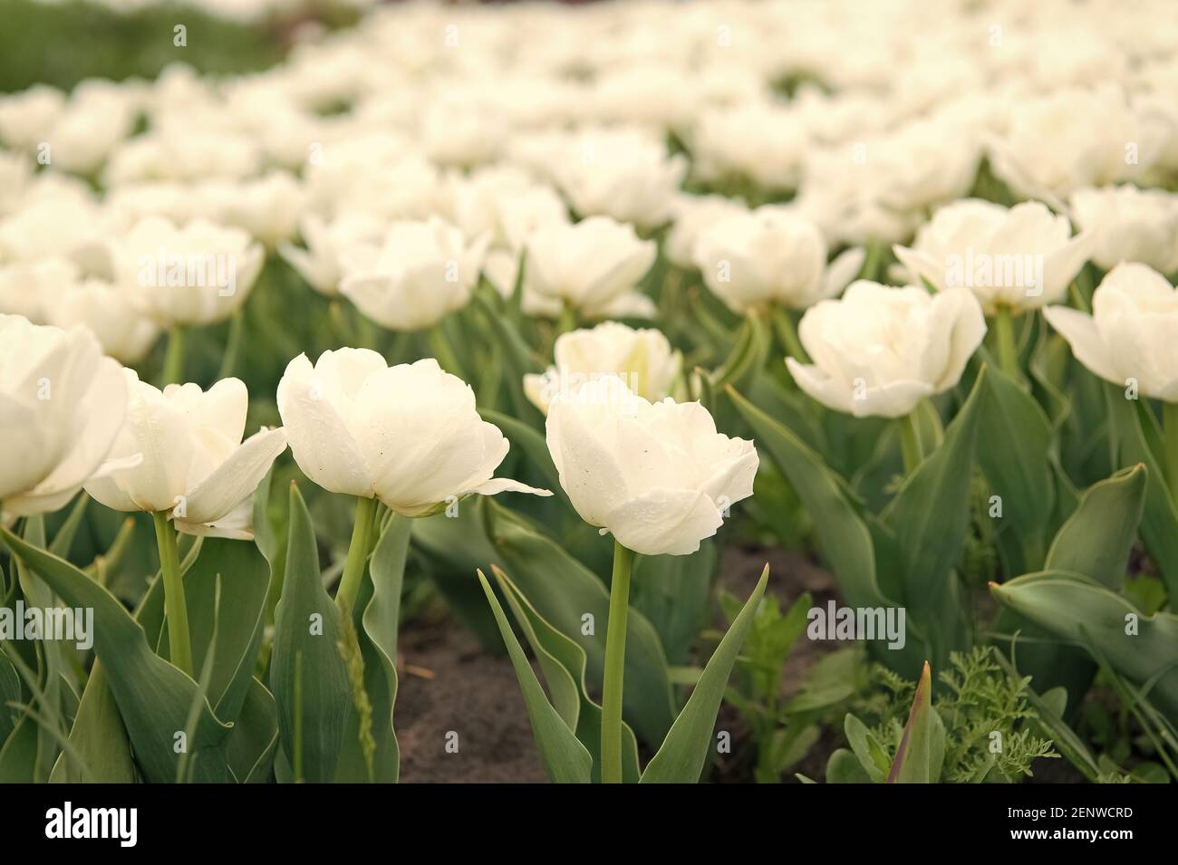 Bonita flor. El tulipán es el símbolo de Holanda. Flores blancas y  vibrantes. Campo con tulipanes en holanda. Campo de tulipanes con varios  tipos y colores. Paisaje natural de Europa. Flores frescas