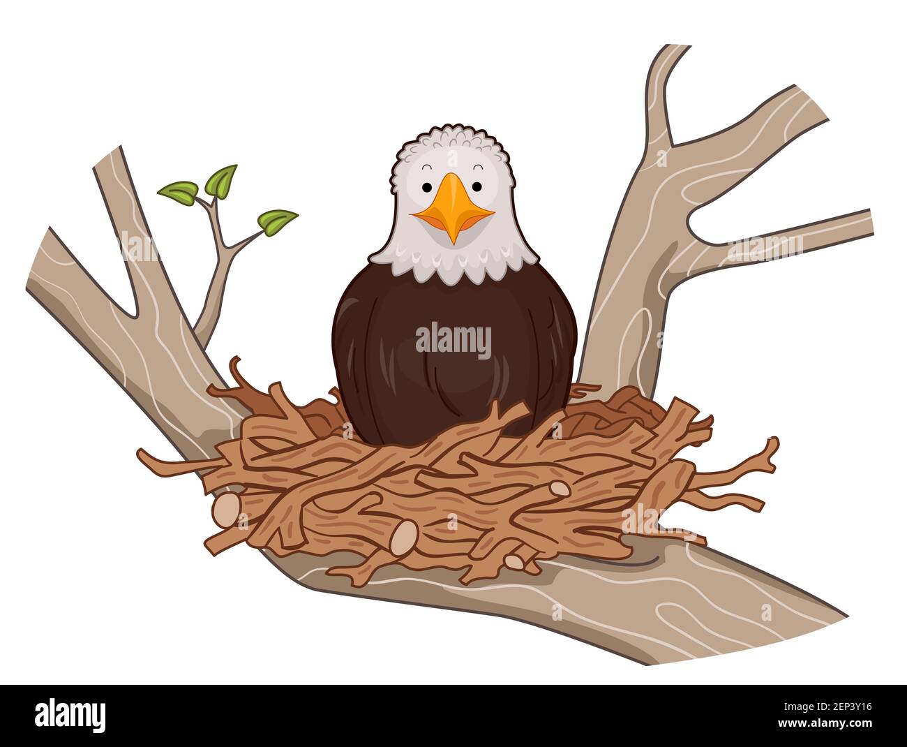 Ilustración de un águila calva sentada sobre huevos en un nido hecho de  sticks, entre ramas de un árbol Fotografía de stock - Alamy