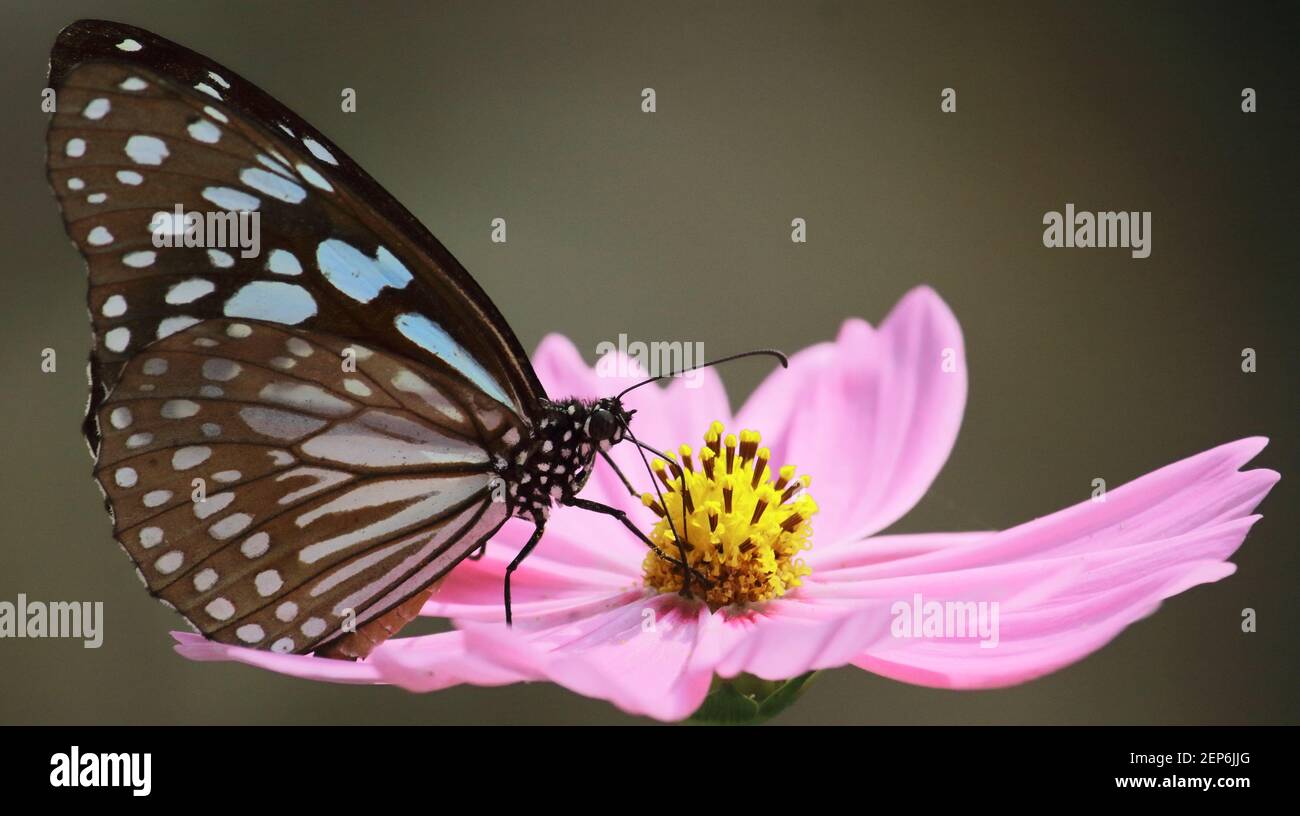 la mariposa azul tigre o tirumala limniace es chupar néctar de flor cosmos, jardín de mariposas en bengala occidental, india Foto de stock