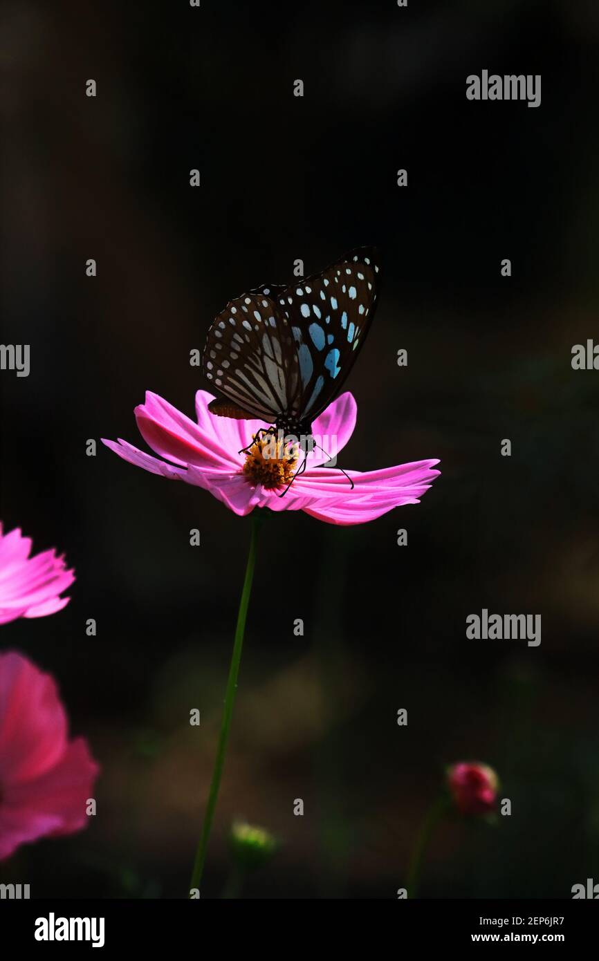 la mariposa azul tigre o tirumala limniace es chupar néctar de flor cosmos, jardín de mariposas en bengala occidental, india Foto de stock