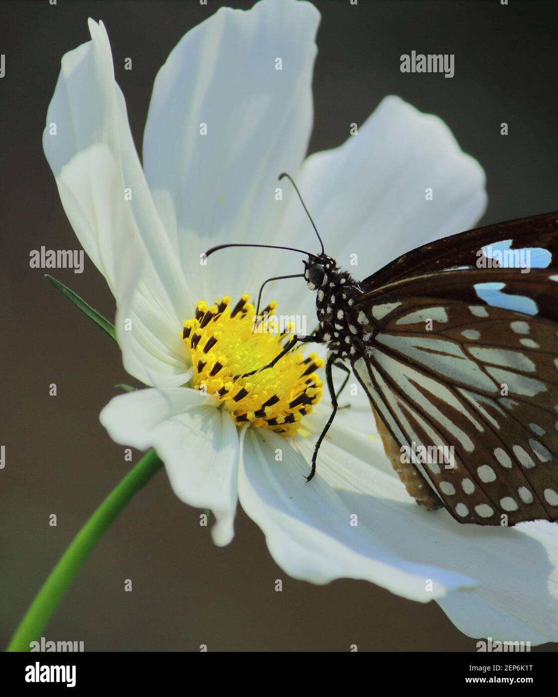 la mariposa azul tigre o tirumala limniace es chupar néctar de flor cosmos, jardín de mariposas en bengala occidental, india Foto de stock