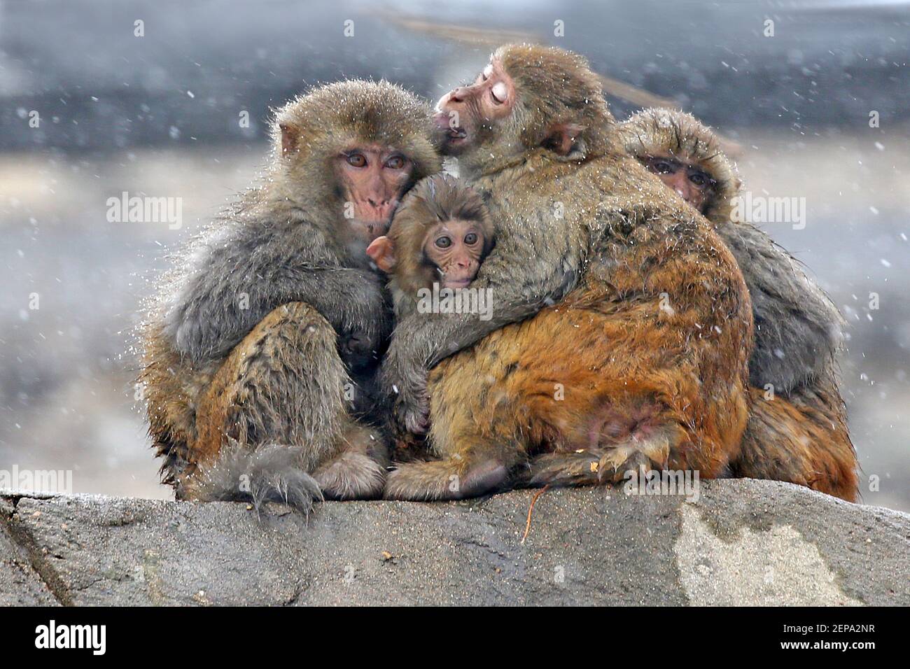 Los monos abrazan un mono pequeño para mantenerse caliente la nieve en la ciudad de Lianyungang, provincia de Jiangsu, al este de China, 22 de noviembre de 2019. (Foto