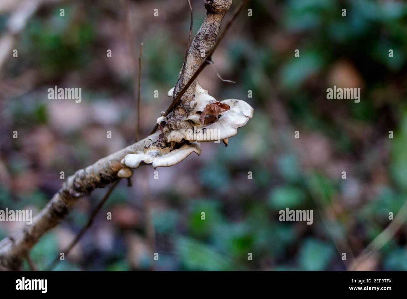 Un hongo en una rama. Foto de stock