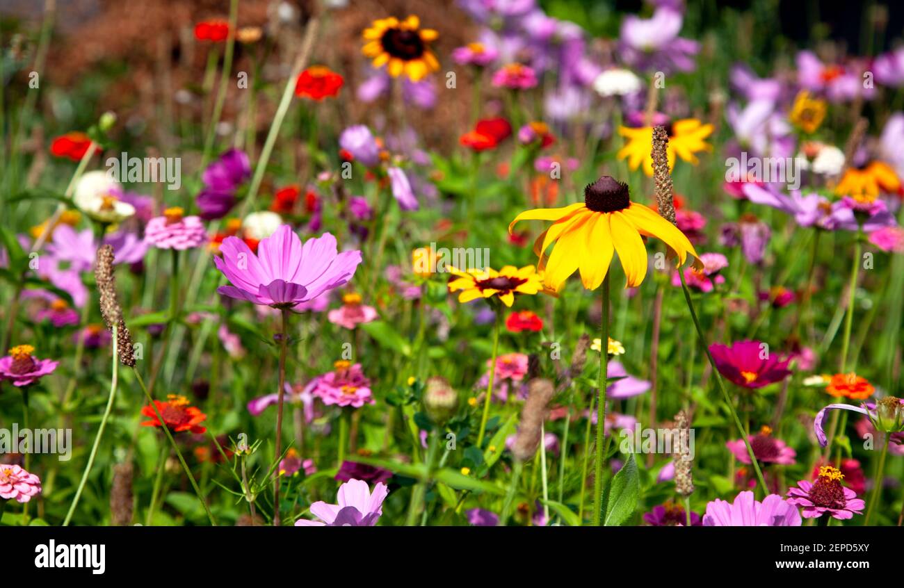 Campo brillante y colorido de flores de mariposa. Plantado en la ciudad para  atraer mariposas y abejas. Proteger el sistema ecológico Fotografía de  stock - Alamy