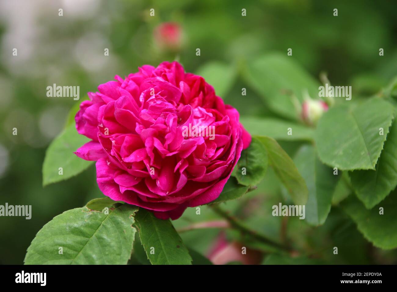 Una rosa con el nombre botánico Rosa damascena Foto de stock