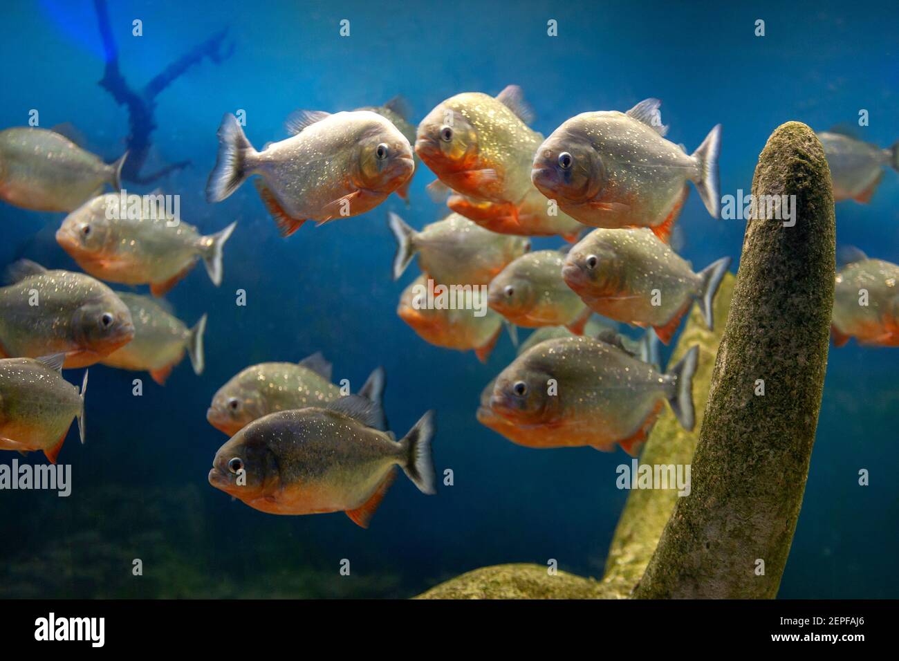 grupo de peces piranha rojos en piedras submarinas con fondo azul gradiente. animales silvestres. peces amazónicos peligrosos y agresivos Foto de stock