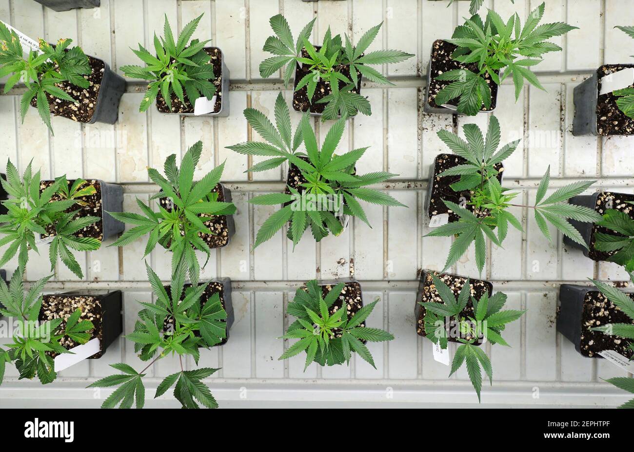 Plantas de marihuana crecen en plantadoras en un centro de cultivo de cannabis el 30 de mayo de 2019, en Delavan, Ill. (John J. Kim/Chicago Tribune/TNS) Foto de stock