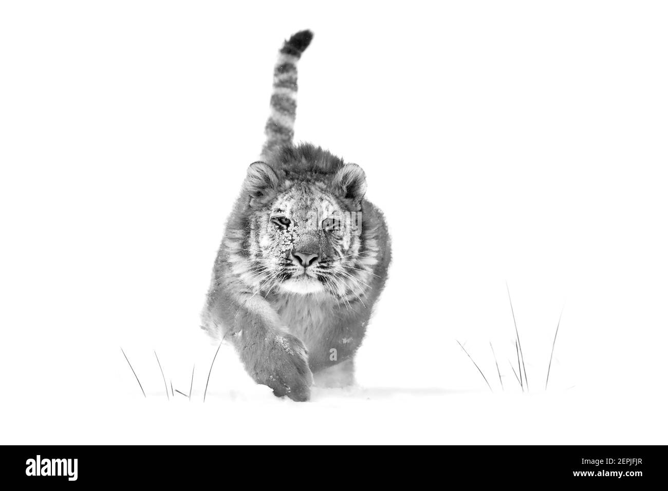 Artista blanco y negro tigre siberiano, Panthera tigris altaica, joven macho corriendo directamente a cámara en la nieve profunda. Atacando al depredador en acción. Ta Foto de stock