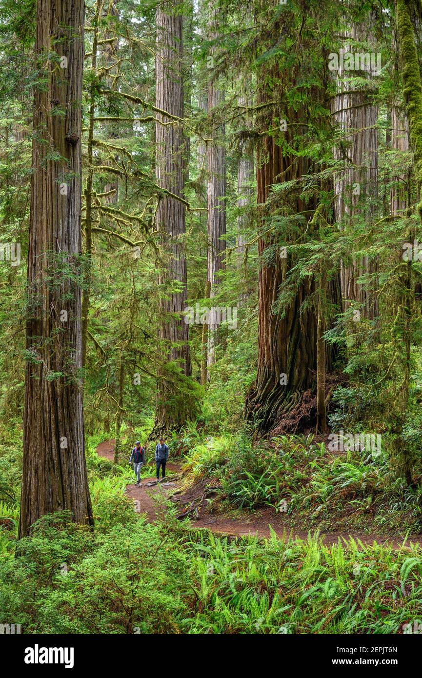 Excursionistas en la ruta Boy Scout Tree Trail, Jedediah Smith Redwoods State Park, California. Foto de stock