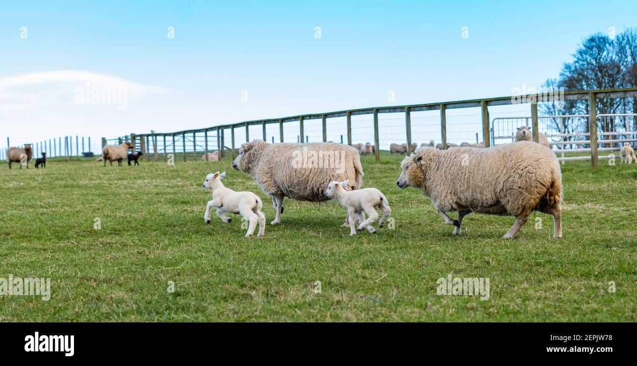 Ovejas Shetland recién nacidas por primera vez en el campo el día de la primavera con ovejas, East Lothian, Escocia, Reino Unido Foto de stock