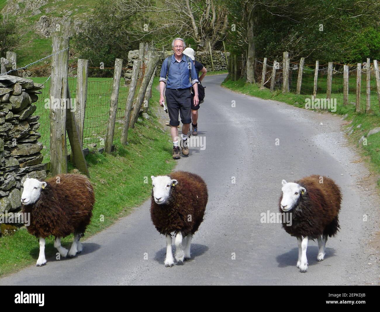 Las ovejas de Herdwick caminan con hillwalkers en el Distrito de los Lagos, Cumbria, Reino Unido Foto de stock