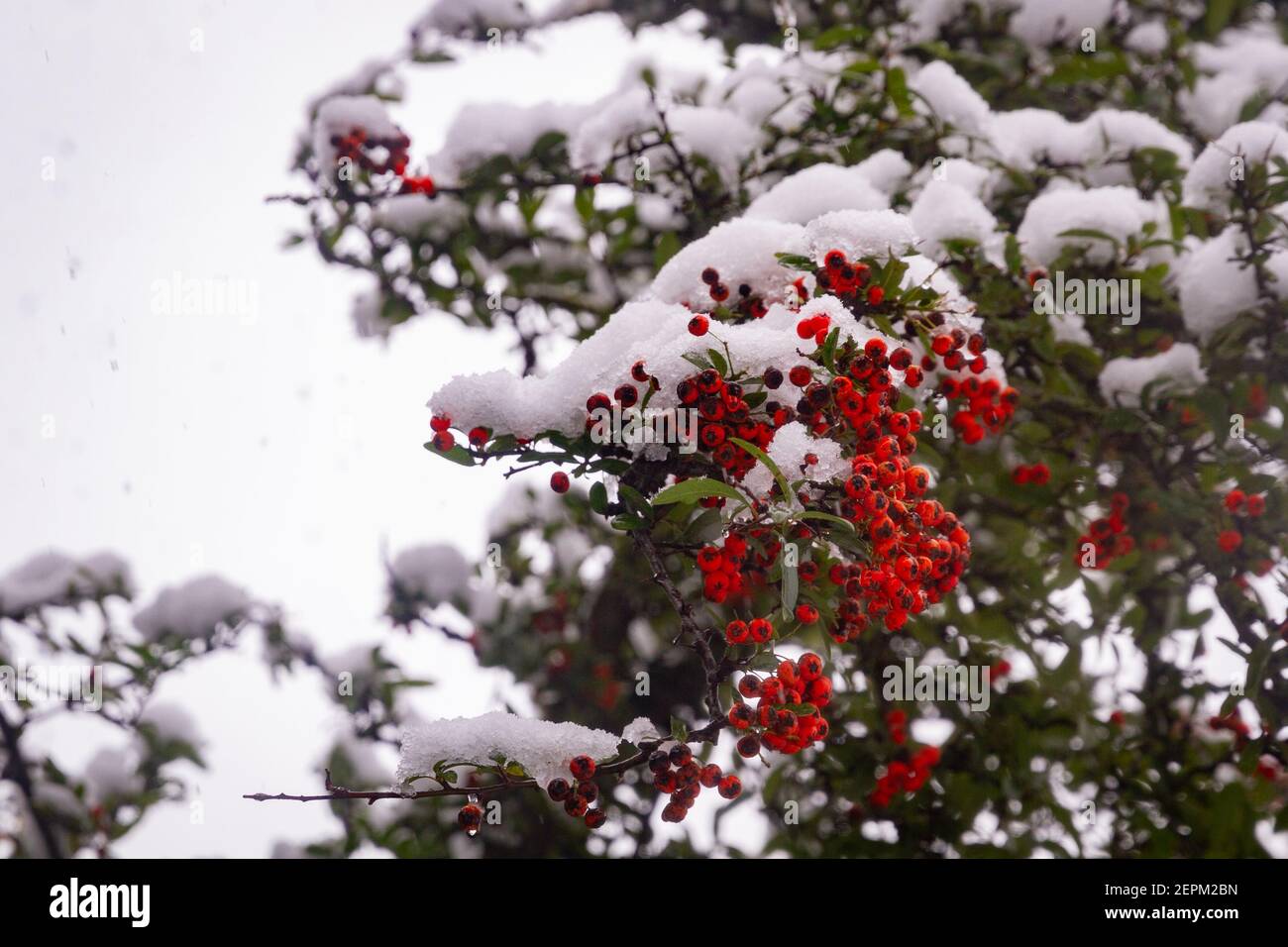 Detalle de algunas bayas rojas en una rama en un árbol cubierto de nieve Foto de stock