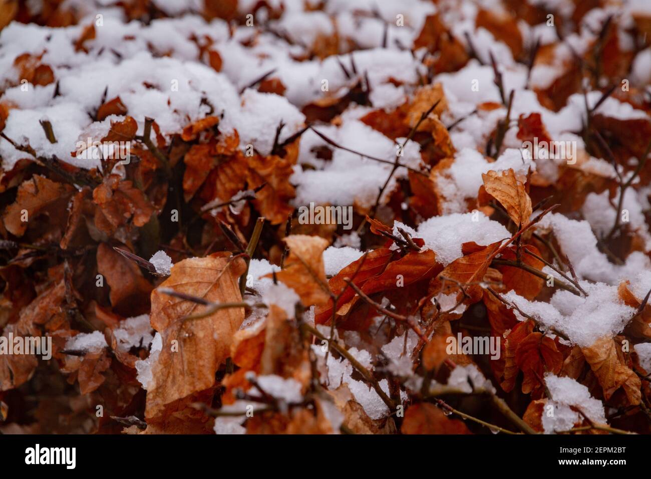 Detalle de algunas hojas marrones cubiertas de nieve Foto de stock