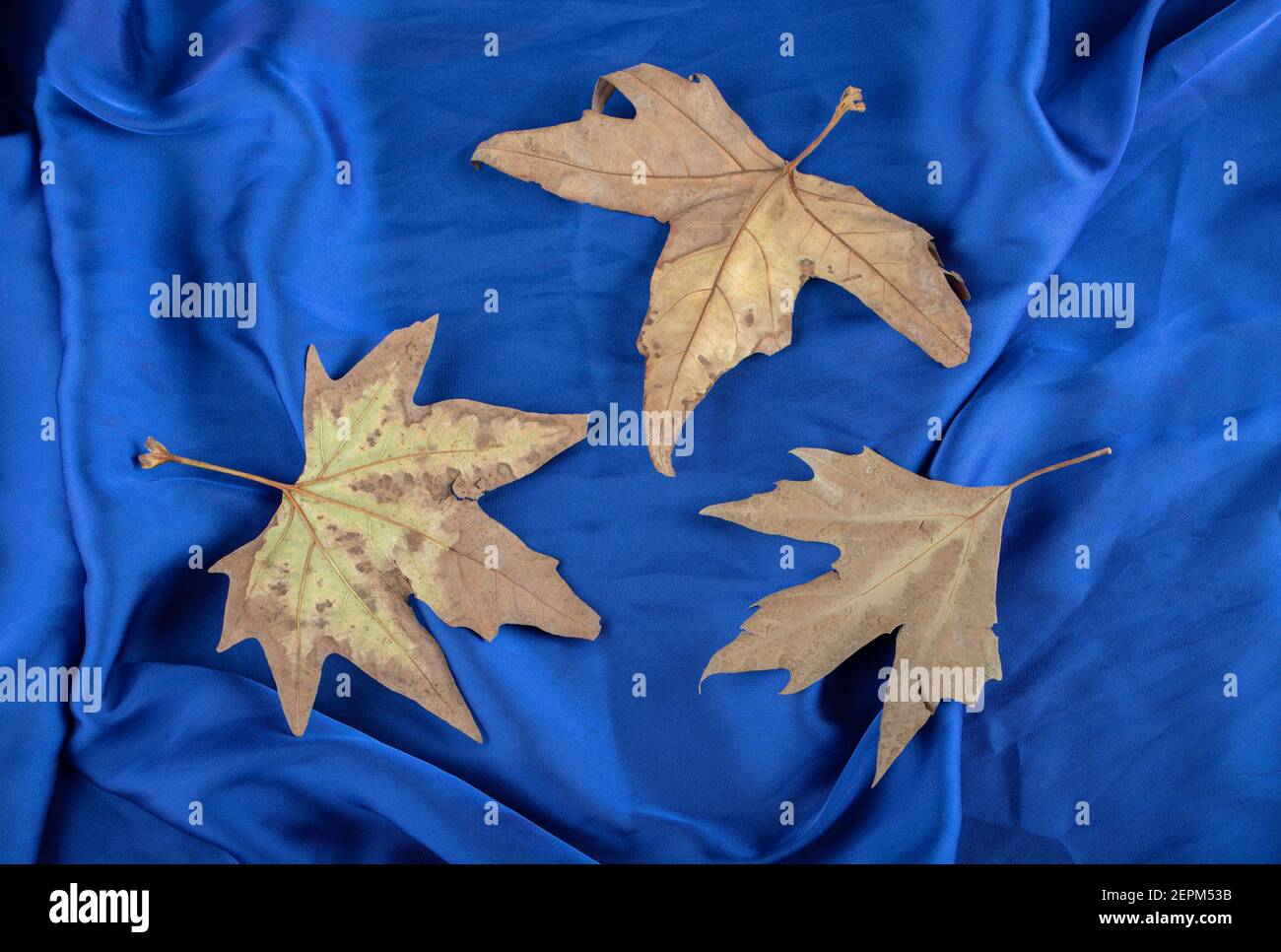 Hojas De Parra Secas Fotos e Imágenes de stock Alamy