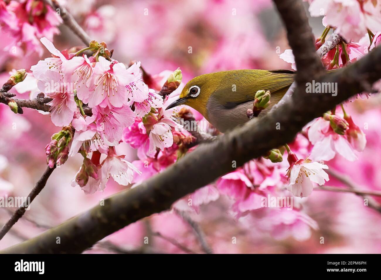 Flor de la cereza en Taiwán. Ojo blanco de pájaro Swinhoe (Zosterops simplex). Sakura. Foto de stock