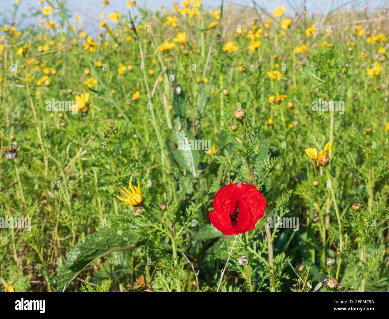 Flor de amapola roja de cerca sobre un fondo de amarillo flores y hierba verde Foto de stock