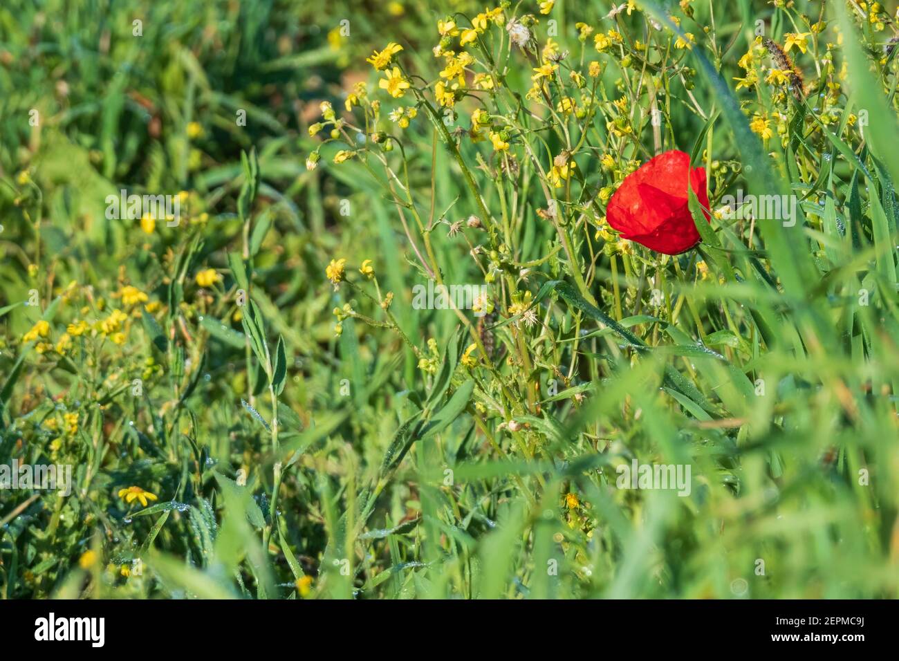 Flor de amapola roja de cerca sobre un fondo de amarillo flores y hierba verde Foto de stock