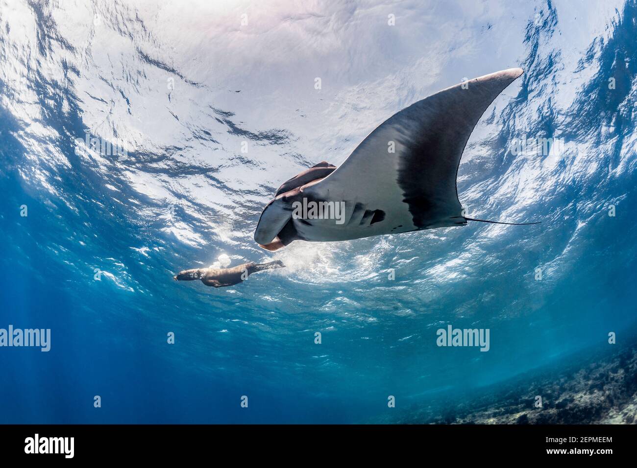 Manta raya de león marino fotografías e imágenes de alta resolución - Alamy
