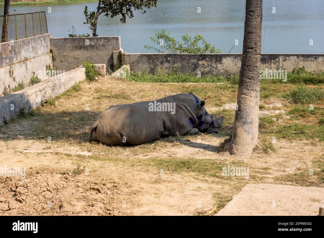Un rinoceronte durmiendo bajo un cocotero al lado del río dentro de un parque Foto de stock