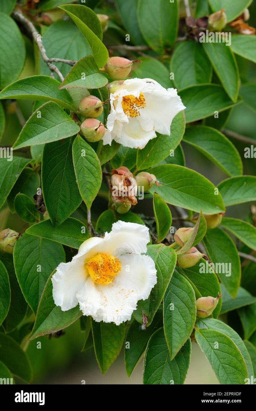 Camelia de hoja caduca fotografías e imágenes de alta resolución - Alamy