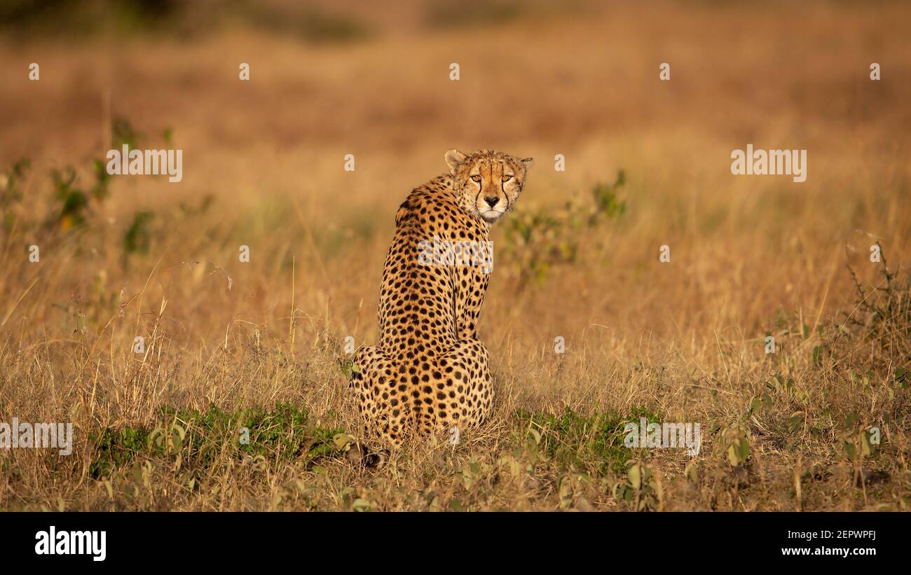 Cheetah mirando cámara (Acinonyx jubatus), Reserva Masai Mara, Kenia Foto de stock