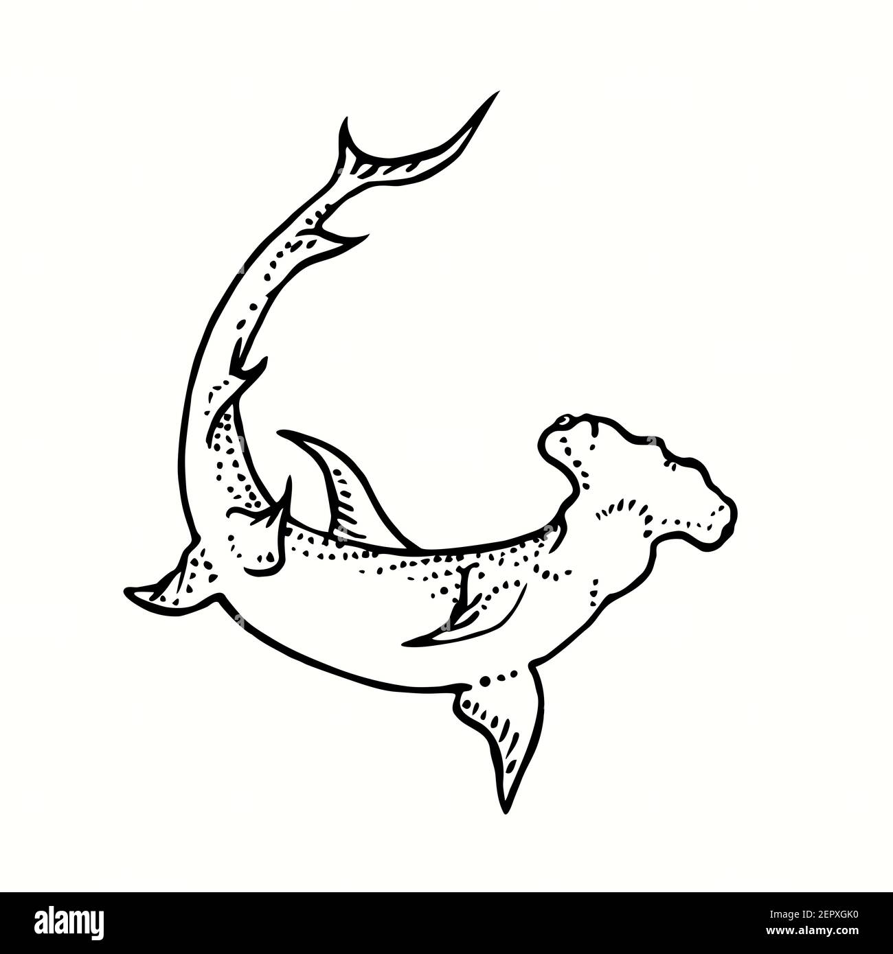 Tiburon blanco dibujo fotografías e imágenes de alta resolución - Alamy