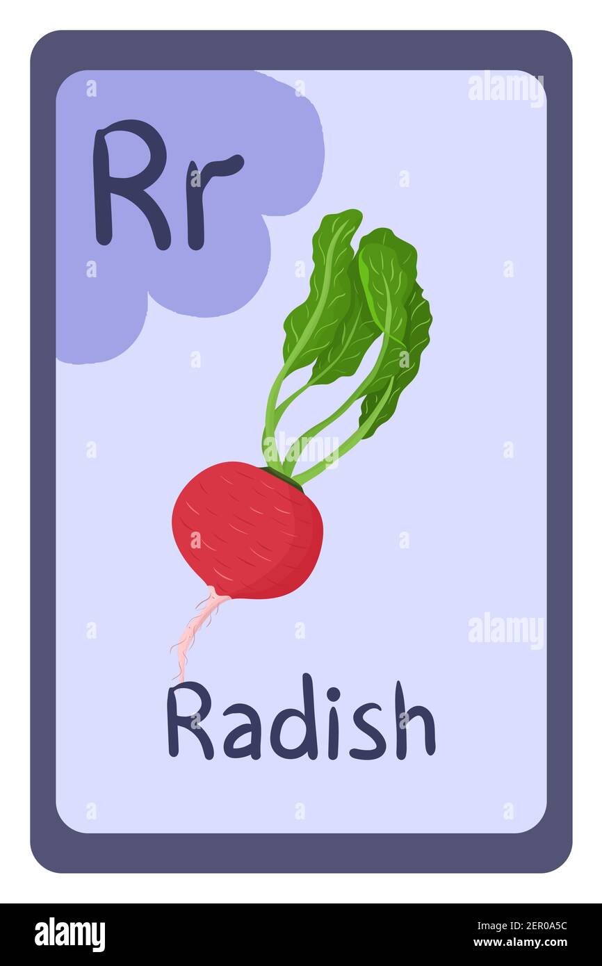 Colorido abc educación tarjeta flash, letra R - rábano, raíz roja con hoja  verde. Ilustración vectorial del alfabeto con alimentos, frutas y verduras.  Escuela, estudio, concepto de aprendizaje Imagen Vector de stock -