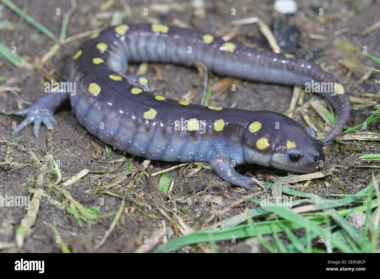 Inyección de un salamandro manchado macho, Ambystoma maculatum Foto de stock