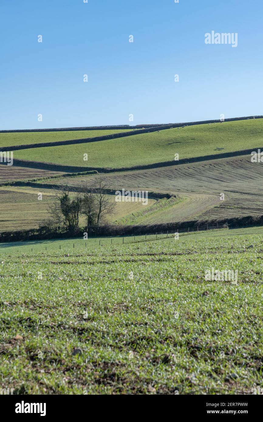 Vista del paisaje de la soleada primavera de los límites del campo desde un punto estratégico lejano. Para los sistemas de campo del Reino Unido, campos de Cornwall, granjas de Cornish, zig-zags. Foto de stock
