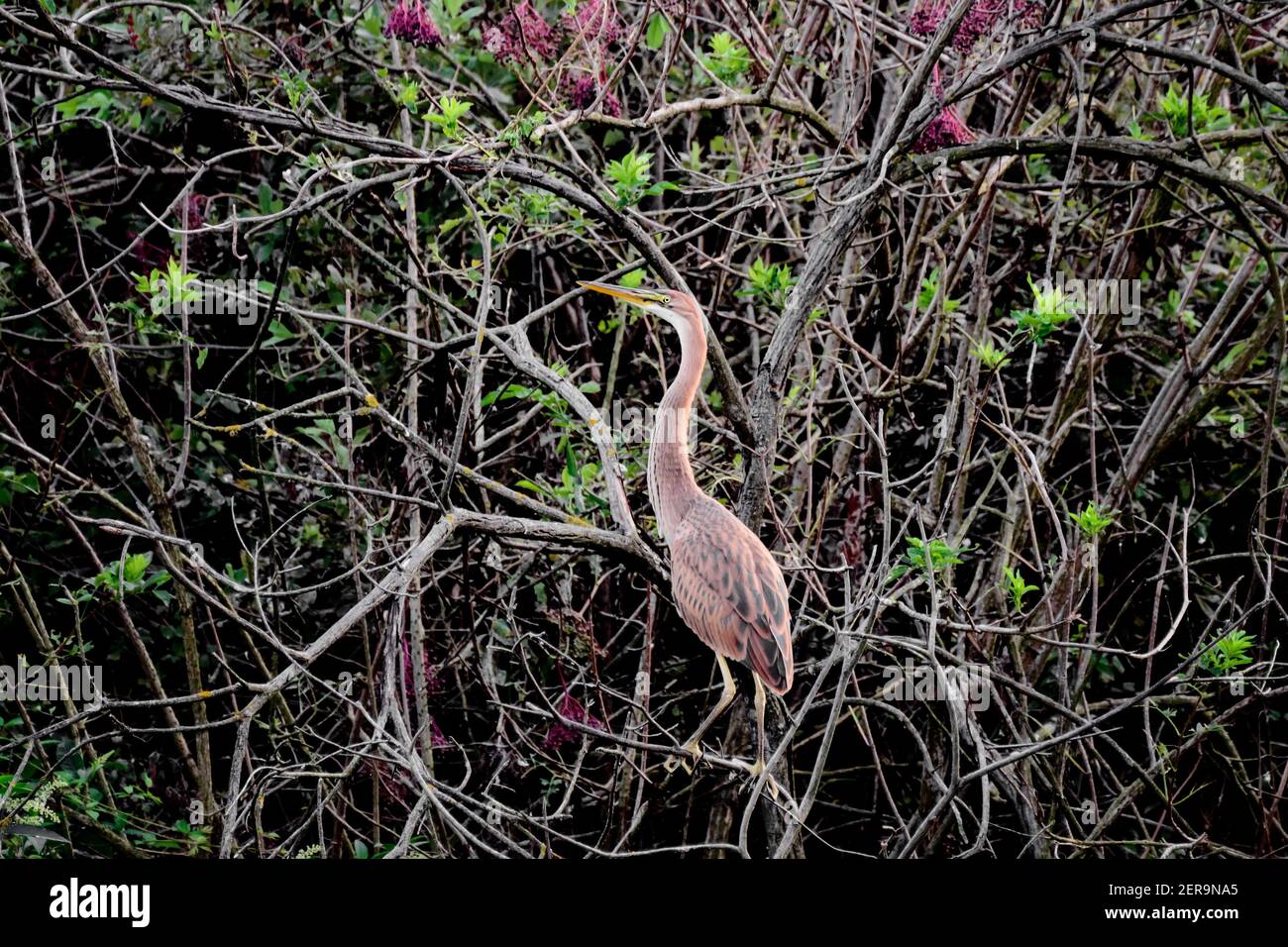 Rojo púrpura heron cachorro permanente de aves entre una intriga de ramas y arbustos en el bosque Foto de stock