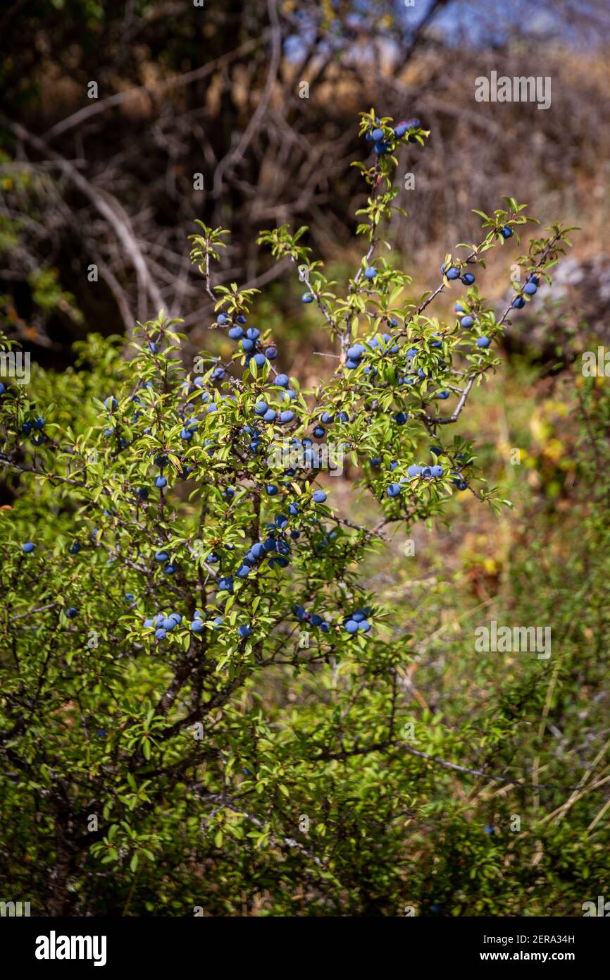 Detalle de la rama de un arbusto con un poco de oscuridad bayas azules en un día soleado Foto de stock