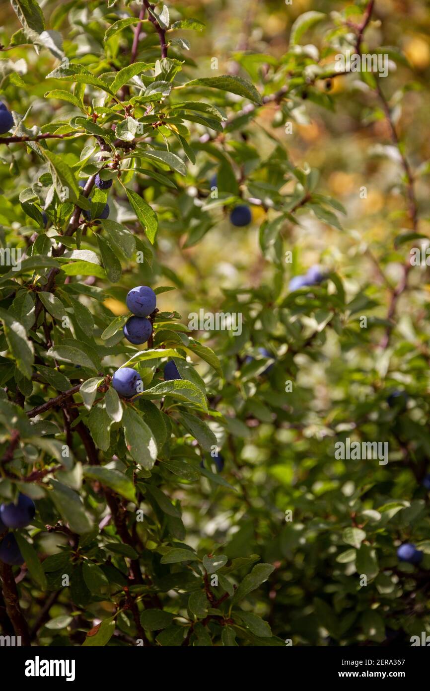 Detalle de la rama de un arbusto con un poco de oscuridad bayas azules en un día soleado Foto de stock