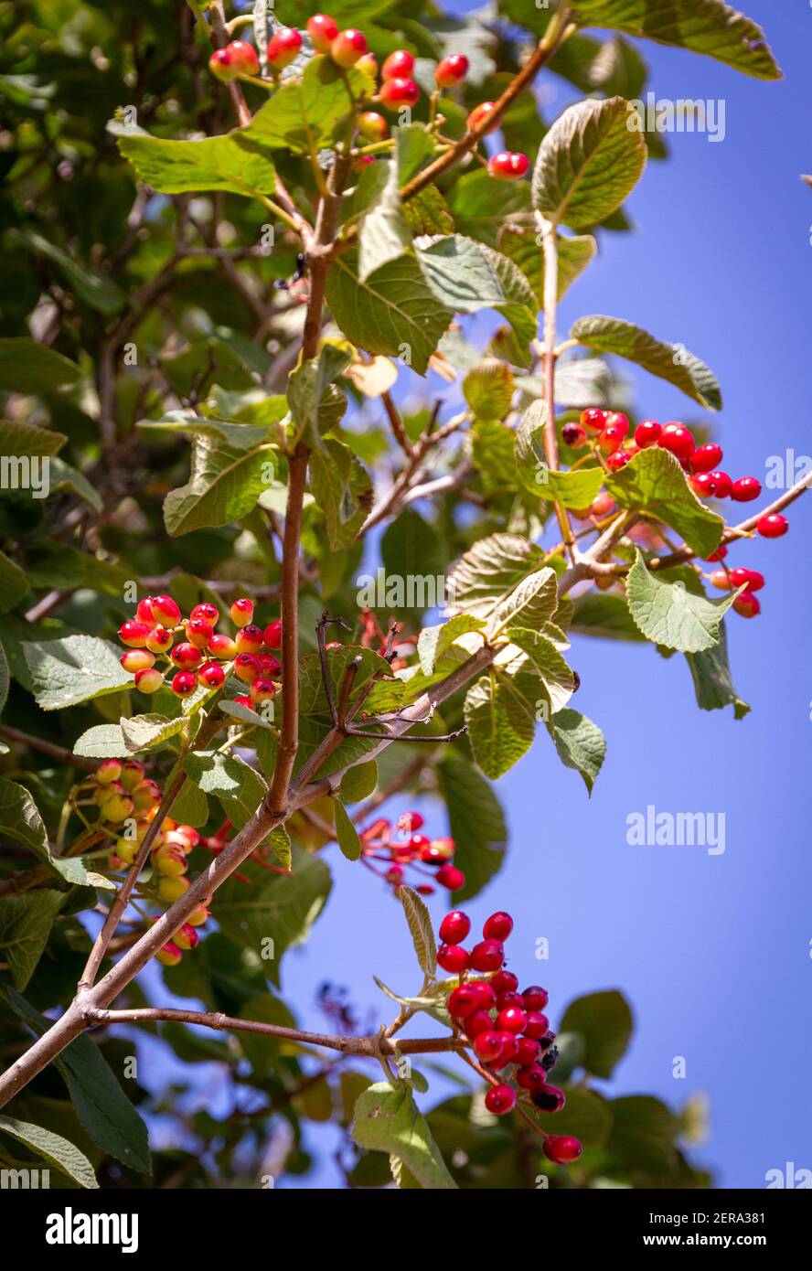 Detalle de la rama de un arbusto con un poco de rojo bayas bayas en un día soleado Foto de stock