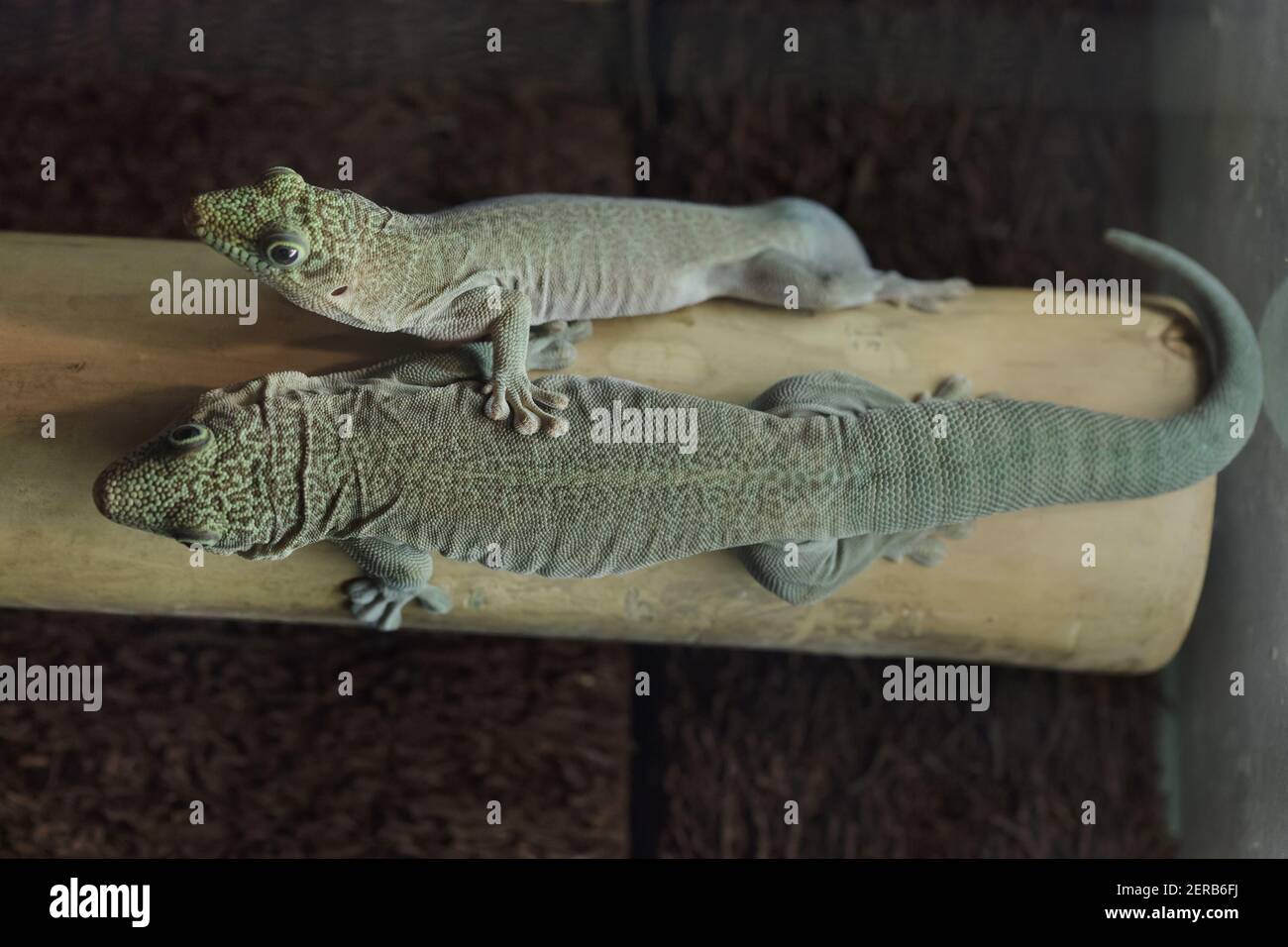 Gecko de pie (Phelsuma standingi), también conocido como el gecko de día. Foto de stock