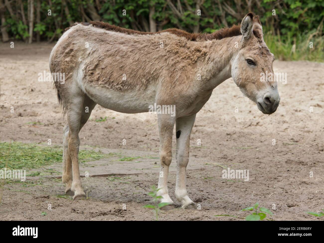 turcomano kulan (Equus hemionus kulan), también conocido como el salvaje de Transcaspian. Foto de stock