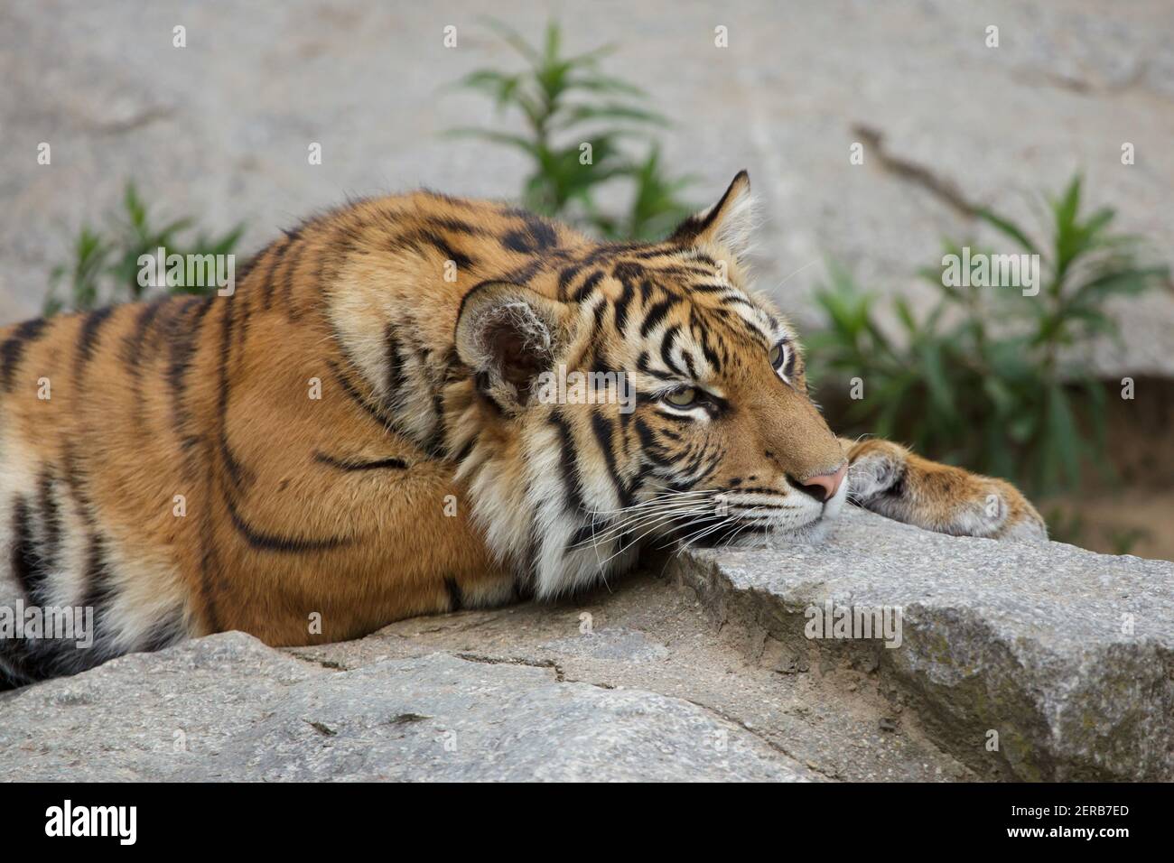 Sumatran tiger cub (Panthera tigris sumatrae) en Tierpark Berlín, Alemania. Foto de stock
